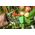VERTO Δετικό Συρραπτικό Φυτών &amp; Αμπελιών 15G455 έως 12 άτοκες Δόσεις